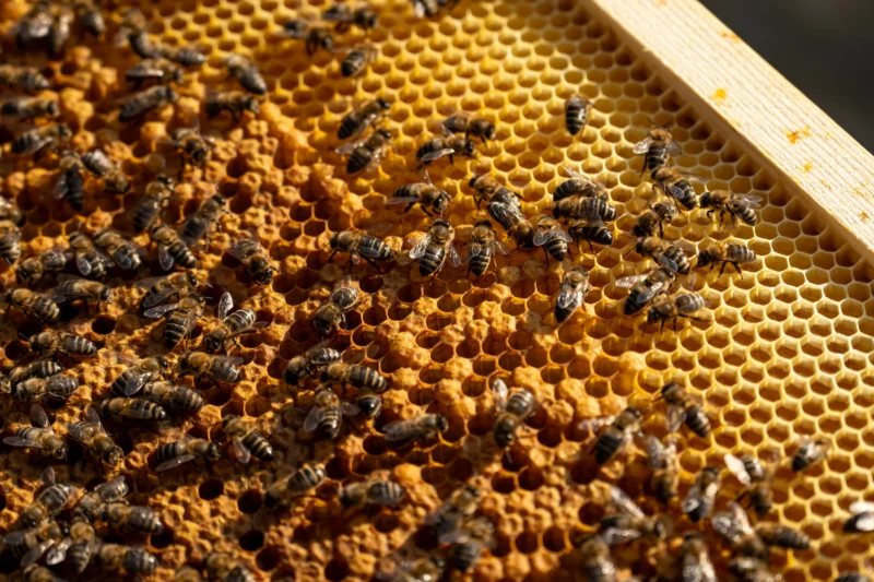 L’Apis mellifera siciliana secondo Carlo Amodeo: caratteristiche e valore apistico