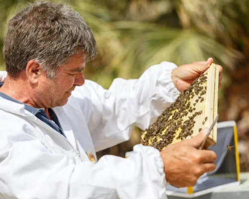 “Apis Magistra”: online il documentario dedicato all’Apis mellifera siciliana